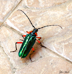 Crioprosopus basileus