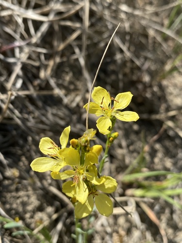 King's flax (Linum kingii)