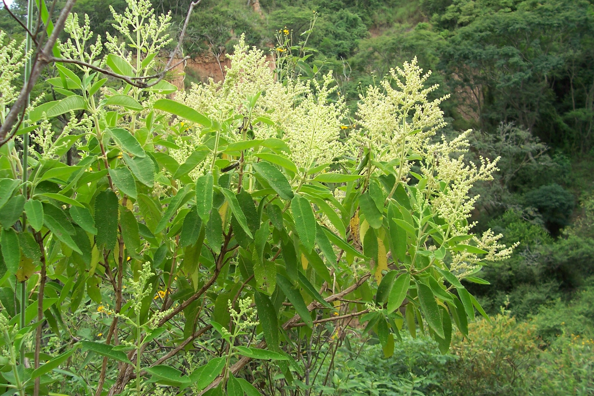 Lepechinia dioica image