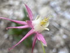 Aquilegia micrantha
