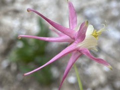 Aquilegia micrantha