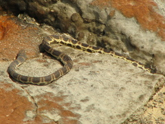 Hydrophis major