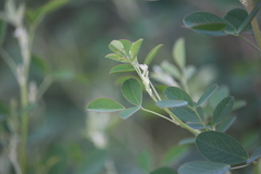 Goodia medicaginea