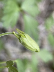 Aquilegia micrantha