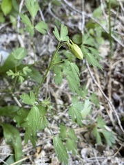 Aquilegia micrantha