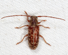 Eupogonius tomentosus