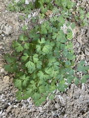 Aquilegia micrantha