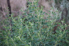 Goodia medicaginea