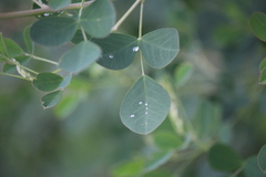 Goodia medicaginea