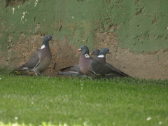 Columba palumbus
