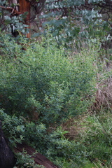 Goodia medicaginea
