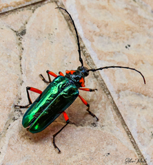 Crioprosopus basileus