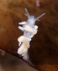 Eubranchus olivaceus