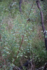Goodia medicaginea
