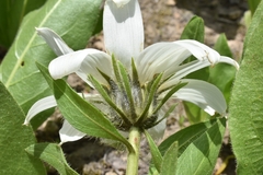 Wyethia helianthoides