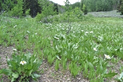 Wyethia helianthoides
