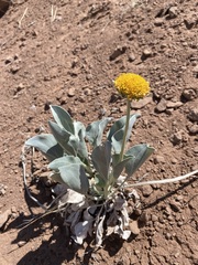 Enceliopsis nudicaulis