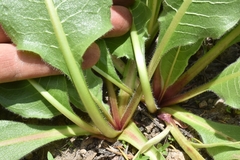 Wyethia helianthoides