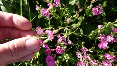 Silene colorata