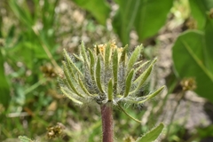 Wyethia helianthoides