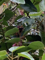 Bombus hortulanus