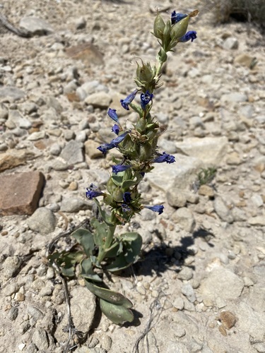 Image of Penstemon carnosus by (c) Matt Berger, some rights reserved (CC BY)