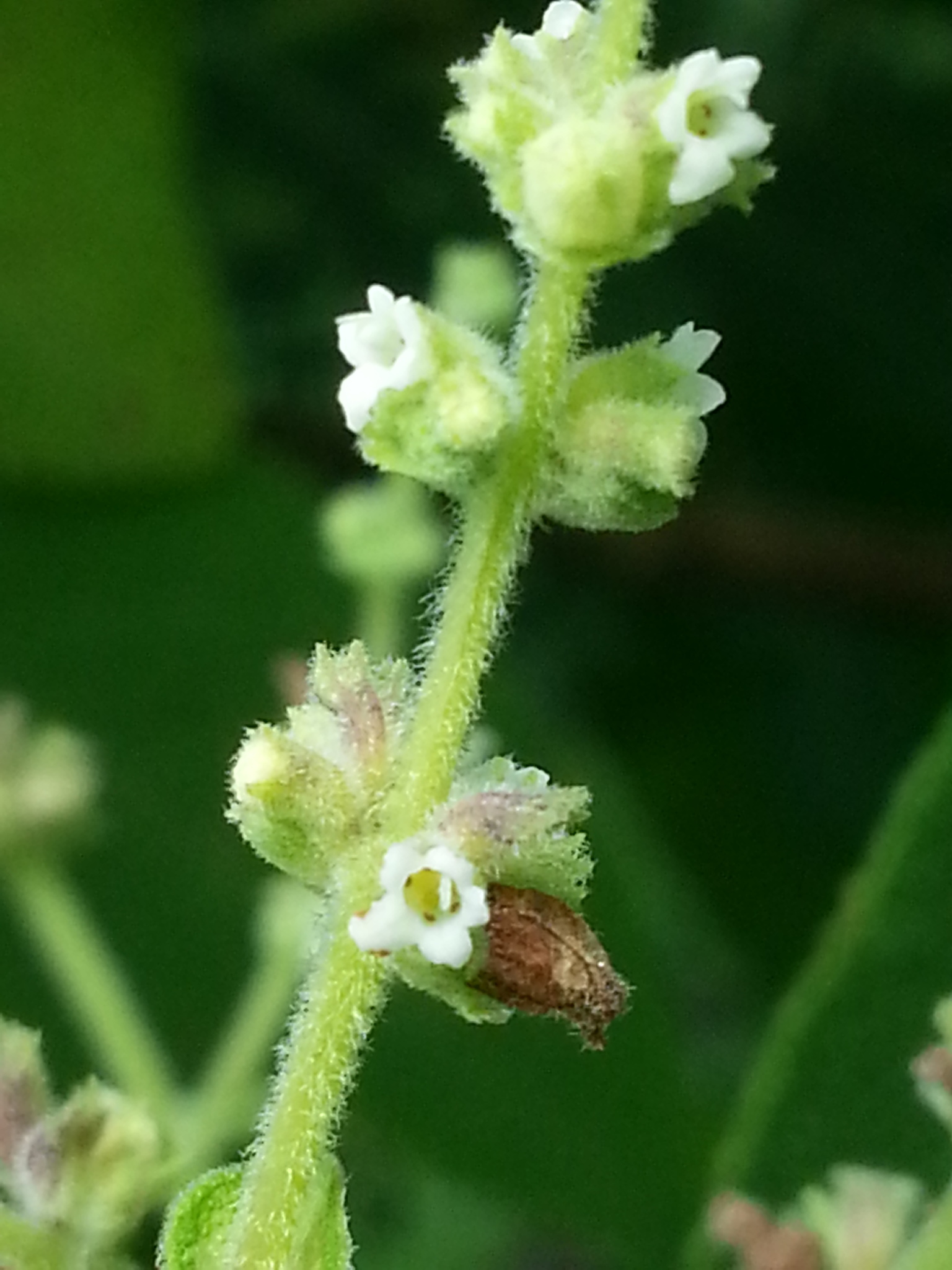 Lepechinia dioica image