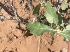 Quercus welshii