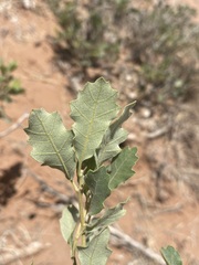 Quercus welshii