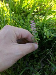 Fumaria densiflora
