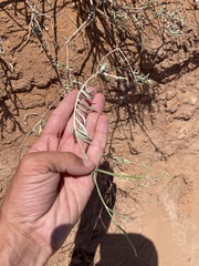 Eriogonum leptocladon