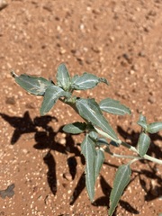 Dicoria canescens