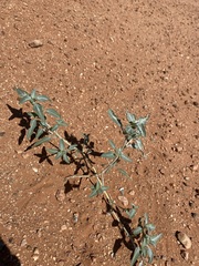 Dicoria canescens