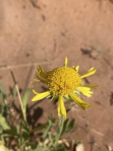Image of Gaillardia spathulata by (c) Matt Berger, some rights reserved (CC BY)