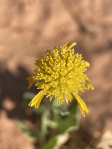 Image of Gaillardia spathulata by (c) Matt Berger, some rights reserved (CC BY)