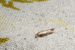 Mompha brevivittella