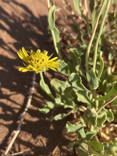Image of Gaillardia spathulata by (c) Matt Berger, some rights reserved (CC BY)