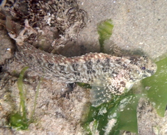 Hypsoblennius gilberti