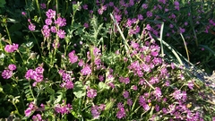 Silene colorata