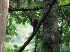 Sciurus granatensis