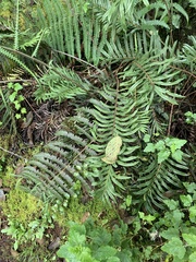 Dryopteris wallichiana