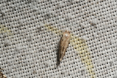 Mompha brevivittella