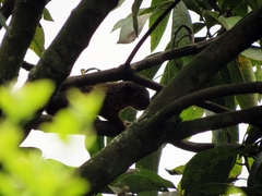 Sciurus granatensis