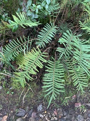 Dryopteris wallichiana