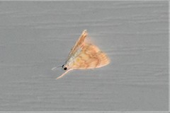 Glaphyria sesquistrialis