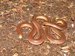 Claw-Snouted Blind Snake photo 1