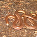 Claw-snouted Blind Snake - Photo (c) Richard D Reams, some rights reserved (CC BY-NC), uploaded by Richard D Reams