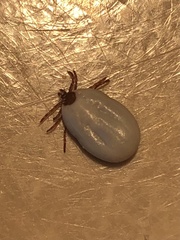 Ixodes cookei