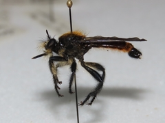 Laphria sericea