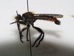 Laphria sericea